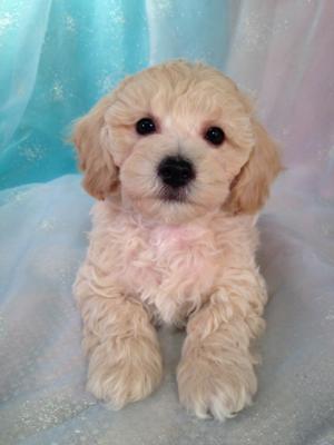 Male Cream Bichon Poodle Puppy for sale DOB 10-5-15 $875